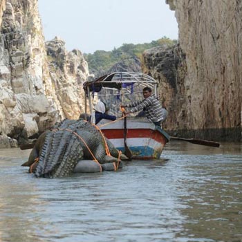 Bandhavgarh Wildlife Century Tour