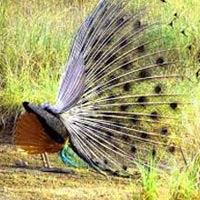 Kanha Wildlife Sanctuary Tour