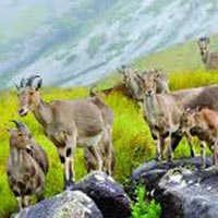 Cochin Munnar Romantic Tour Package