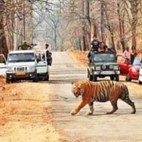 Pench National Park Tour Package