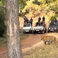 Pench National Park Tour Package