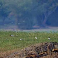 Pench National Park Tour Package