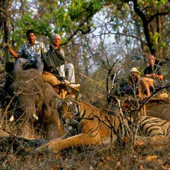 Pench National Park Tour Package