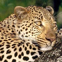 Pench National Park Tour Package