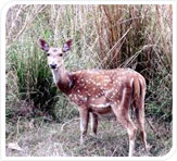Packages in Kanha