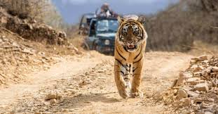 Kanha Jabalpur Tour Operator