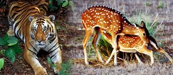 Packages in Kanha