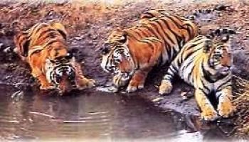 Kanha National Park Tour