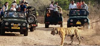 Bandhavgarh Safari package  (M.P)