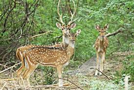 Kolkata to Kanha National Park Tour Package