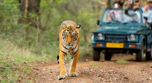Kanha Tour Package from Gondia