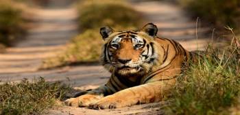 Kanha Tiger Reserve Safari Booking