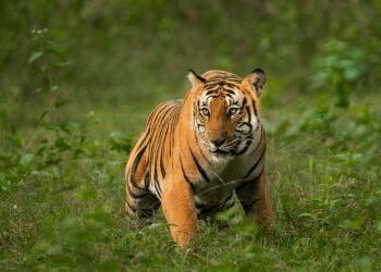 Kanha Tour Package from Gondia