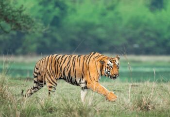 Kanha Tour Package from Gondia
