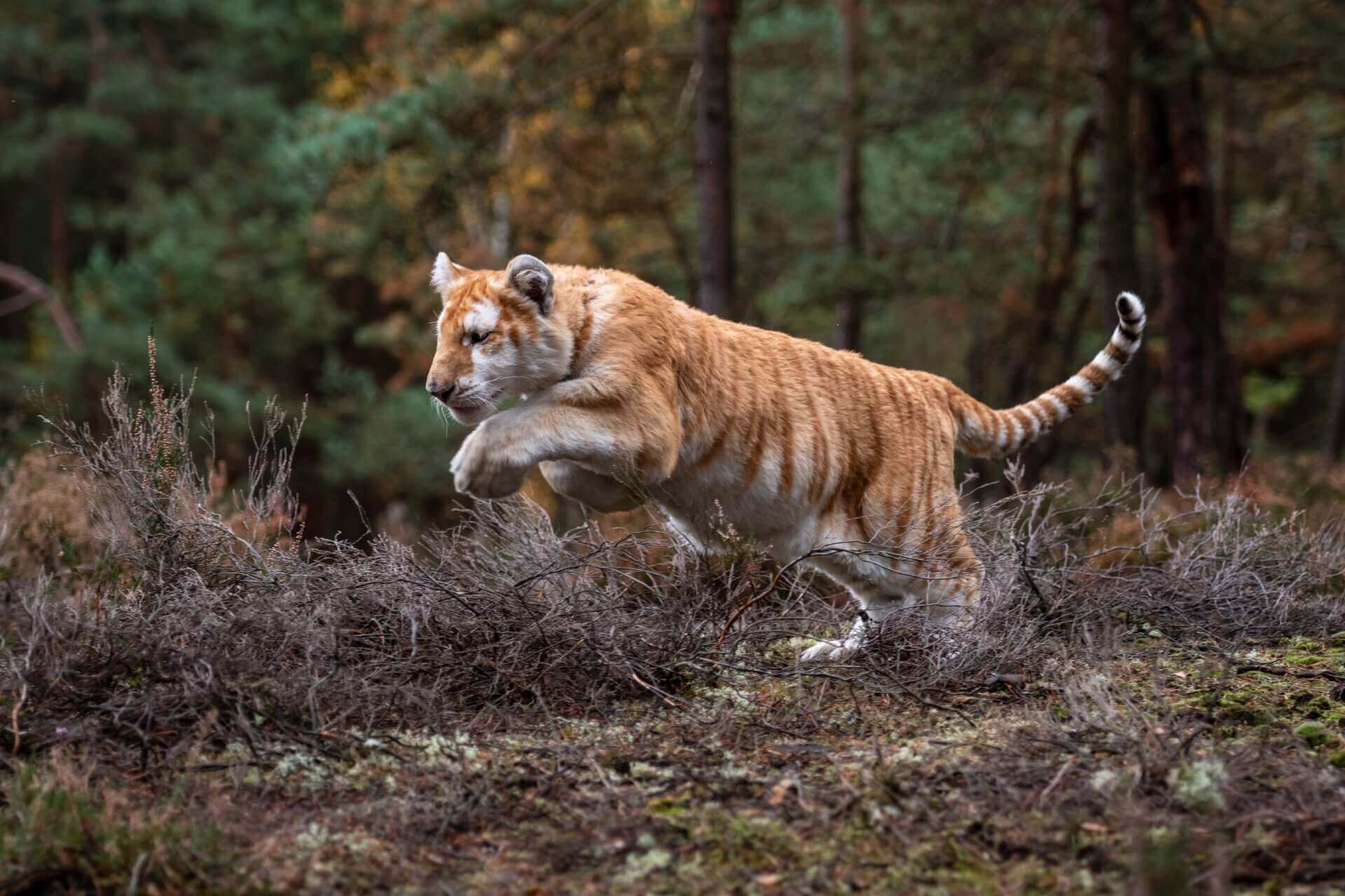 Kanha Tour Package from Gondia