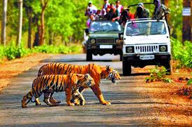 Tadoba Andhari Tiger Reserve  From Nagpur