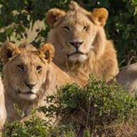 Short Escape to Gir National Park Tour