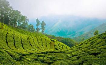 Kerala Tour 6 N/ 7 D