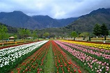 Srinagar ,Pahalgam , Gulmarg, Sonamarg, Srinagar Tour