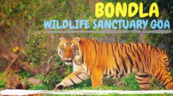 1 Day Wildlife package