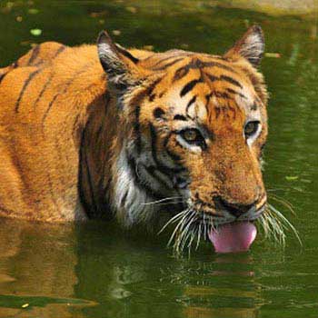 Short Escape to Sundarbans Package