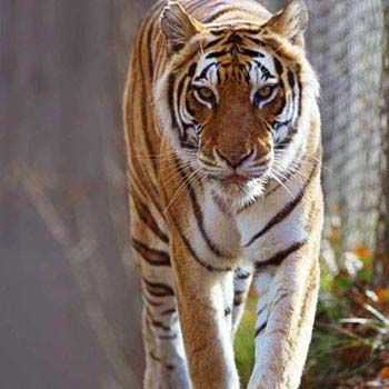 Packages in Kanha
