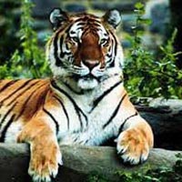 Tiger Tour With Mumbai