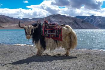 7 Night 8 Days Leh Program With Merak And Tsomoriri