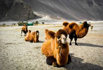Private Luxury Ladakh Tour – 7 Days / 6 Nights