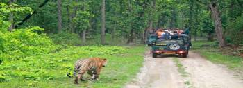 Kanha Tour Packages