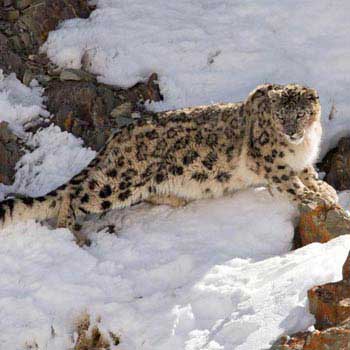 Wildlife Tours In Ladakh Package
