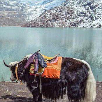 Short Escape to Gangtok Tour