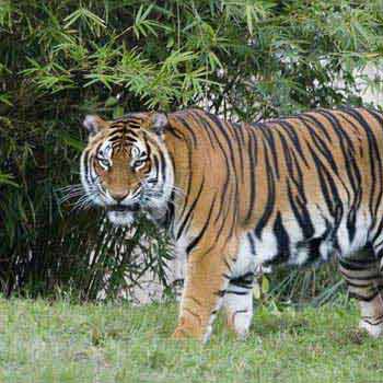 Short Escape to Periyar Tour