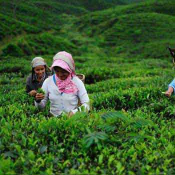 Southern Tea Estate Tour