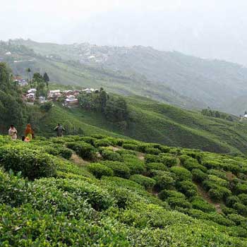 Darjeeling Bagdogra Packages