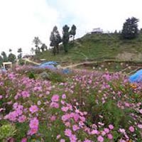 Delhi-Kasauli Weekend Tour