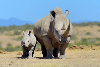 2 Days Private Ol Pejeta Tour