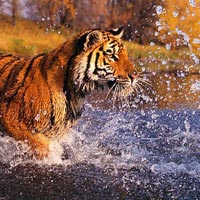 Sundarbans Tour Package