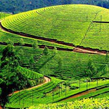 Sealord Kerala Tour Package
