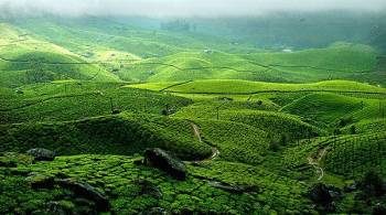 Munnar Thekkady Alleppey Kovalam Budget Tour