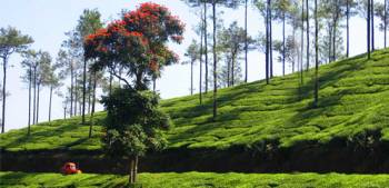 2 n / 3 D Kerala Tour Package - Kuttikkanam