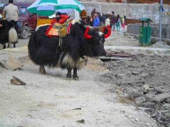 Packages in Pelling