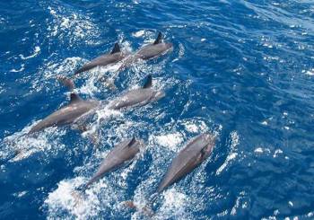 Catamaran Cruise to Ile Aux Bénitiers: Dolphin watch, Crystal Rock & Lunch Tour
