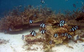 Catamaran to Ile aux Cerfs: Undersea walk, Parasailing, Tube Riding, Lunch, GRSE Tour