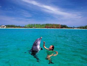 Dolphin Swimming, Ile aux Benitiers & Crystal Rock: Full Day including Lunch & Transfer