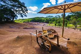 Exotic South: A Journey into the Nature (Full Day Tour including Lunch)