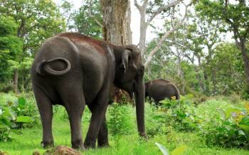 South India Wildlife & Nature Tour