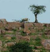 Packages in Vrindavan
