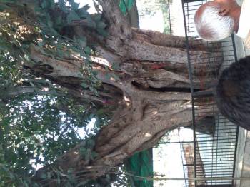 Packages in Vrindavan