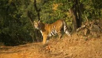5D Pachmarhi - Satpura Tour